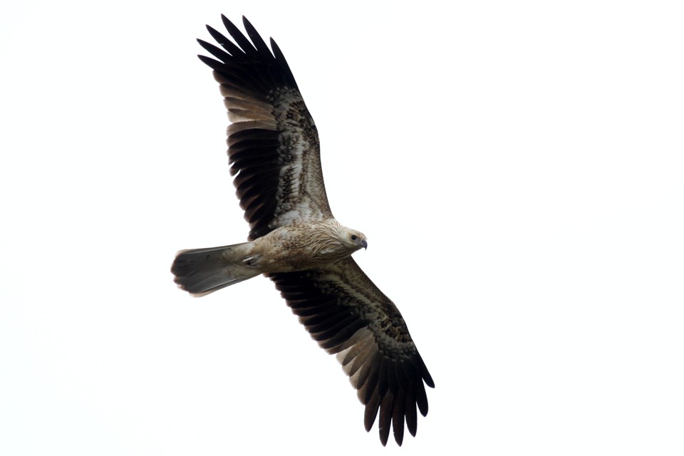 Whistling Kite (Haliastur sphenurus)